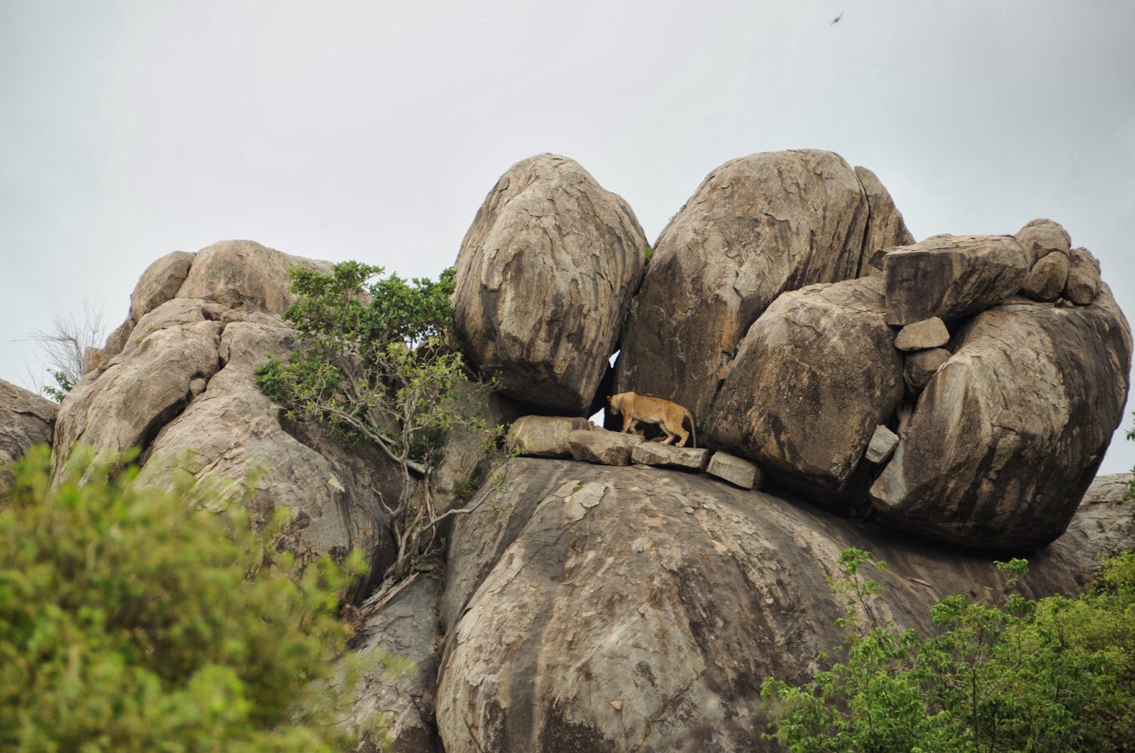 Safari to Southern Serengeti
