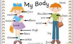 Parts Of The Body Materi Bahasa Inggris Sd Kelas 5 Belajar Bahasa Inggris Online Gratis