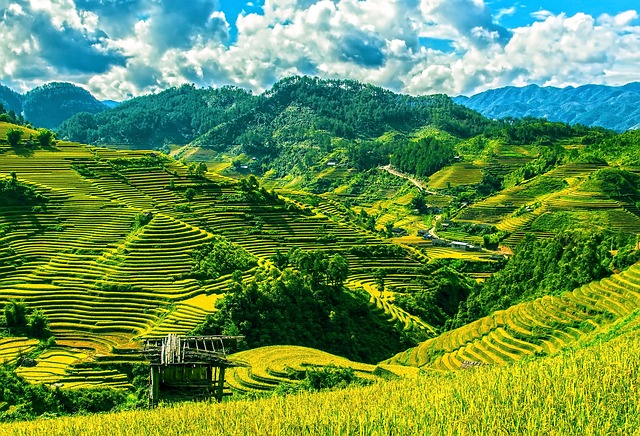 Rice terraces Vietnam