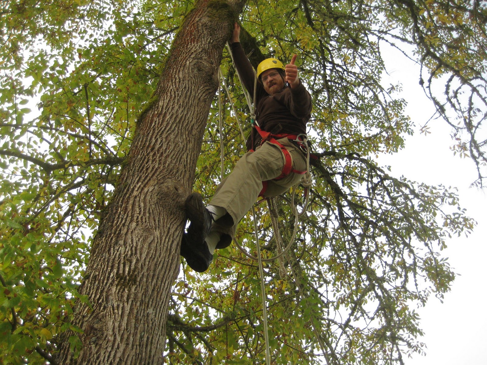 Can you climb a tree. Climb up the Tree. Climb the Tree символ. Beetle Climbing up a Tree. Climb a Tree picture.