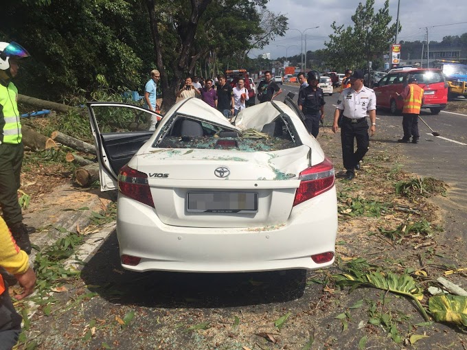Pemandu Wanita cedera kereta dihempap pokok di Jalan Kolam Karamunsing Kota Kinabalu
