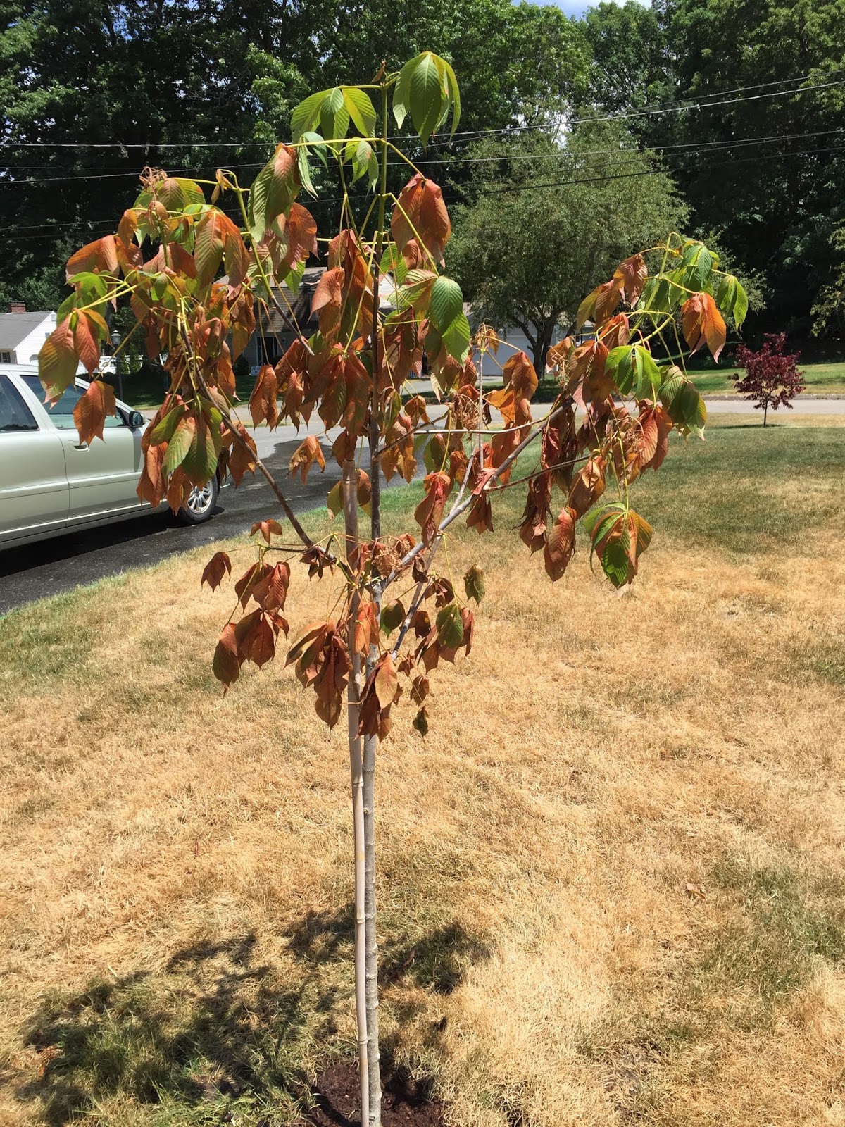 Survival of the Fittest My chestnut is dying of thirst