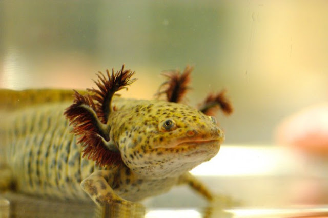 Meet the creature that can regenerate its brain and resist cancer Meet the creature that can regenerate its brain and resist cancer