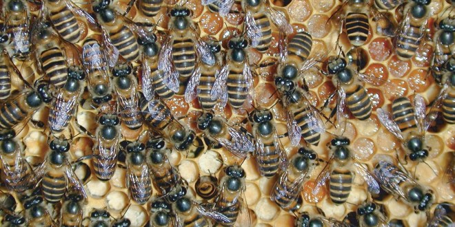 النحل المصري تربية النحل