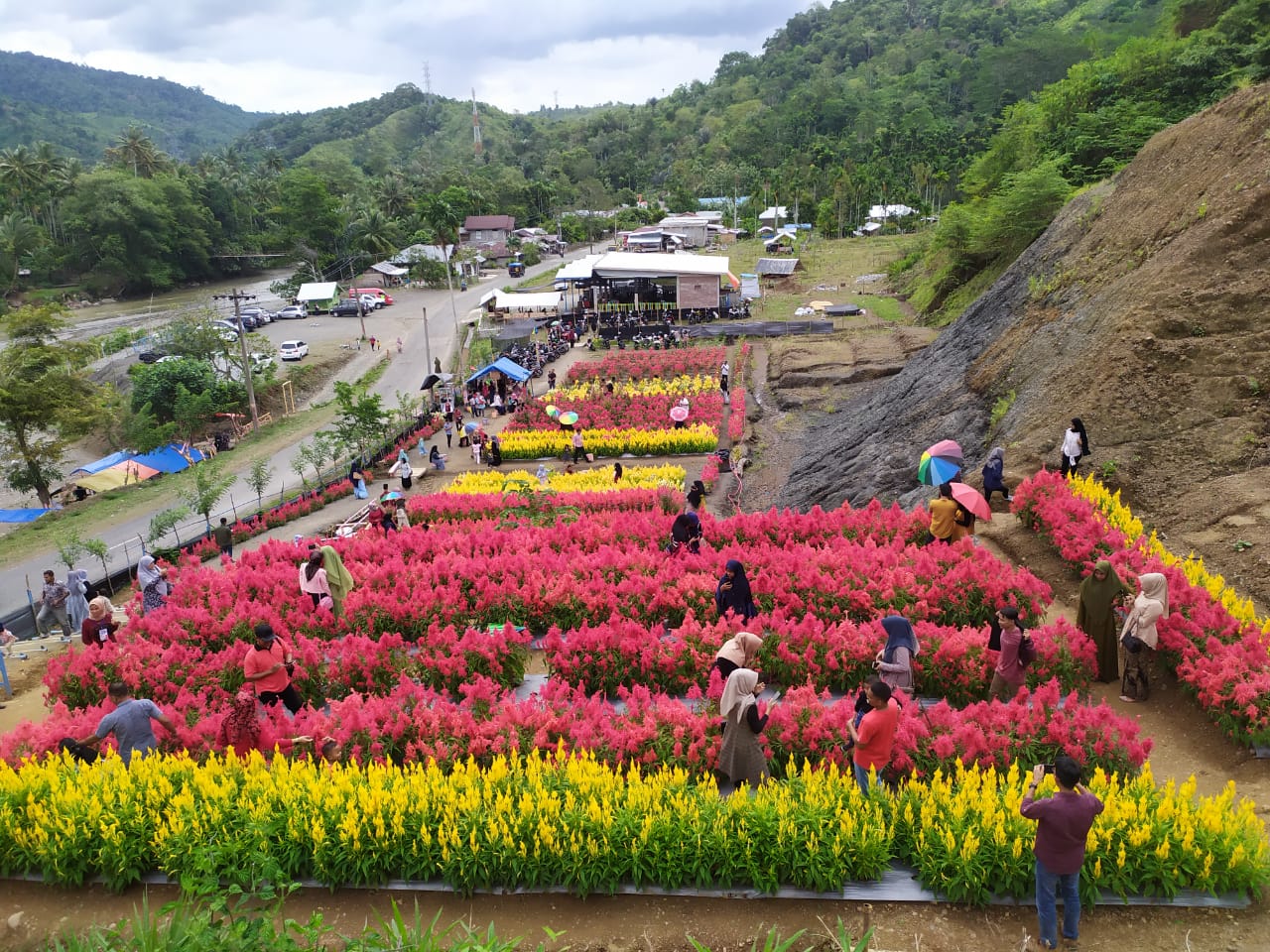 Bunga Celosia Tangse