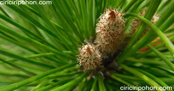 Bagian dari Pohon Pinus  Ini Punya Manfaat  Untuk Kesehatan 