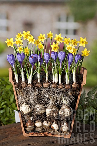 Forcing Spring Bulbs in Pots