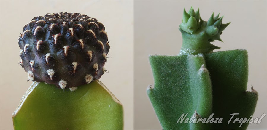 Injerto de cactus del género Rebutia sobre Hylocereus undatus e injerto de Huernia sp sobre Stapelia gigantea