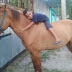 Ladrão devolve cavalo furtado após ver post sobre sofrimento de criança