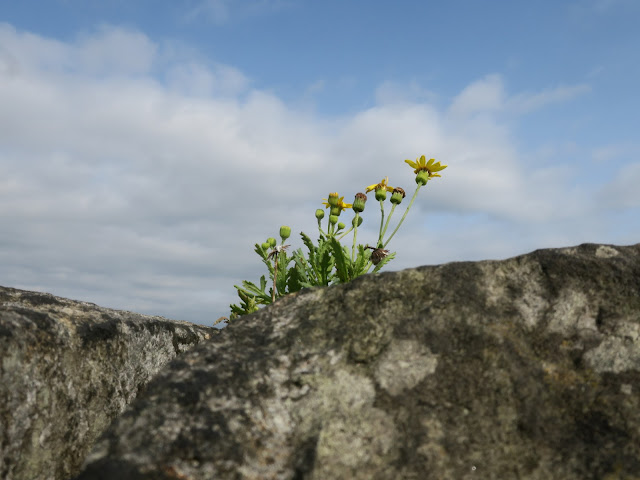Groundsel on wall with lichen. 25th August 2021