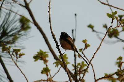 Mallerenga cuallarga (Aegithalos caudatus)