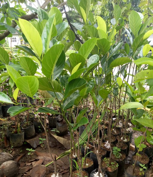cempedak king Banyuresmi