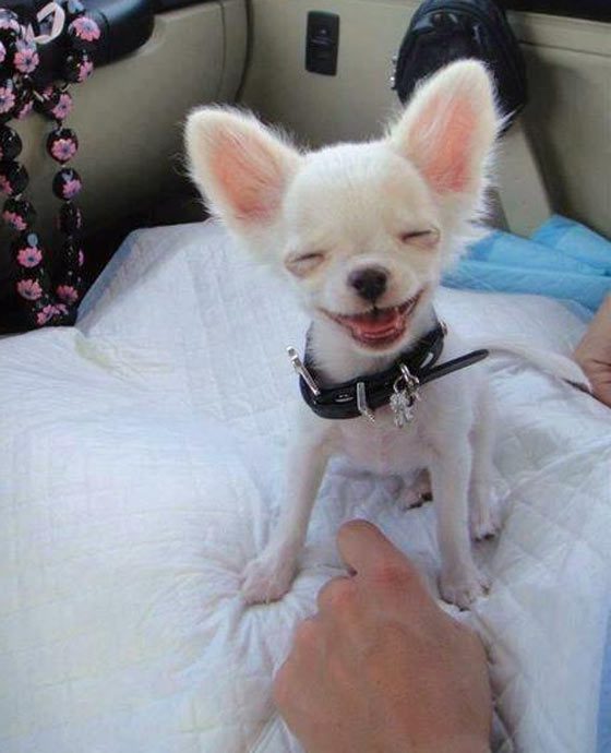 10 funnny dogs smillind as human Diffrent Photos