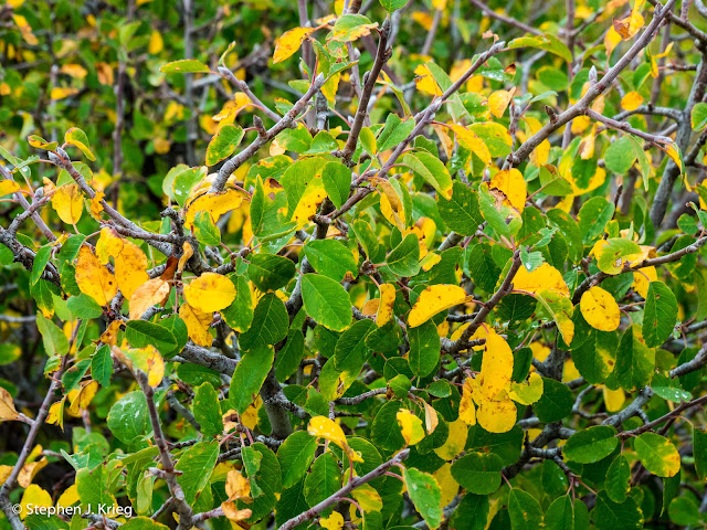 Serviceberry (Amelanchier alnifolia) early fall colors at Mesa Verde National Park