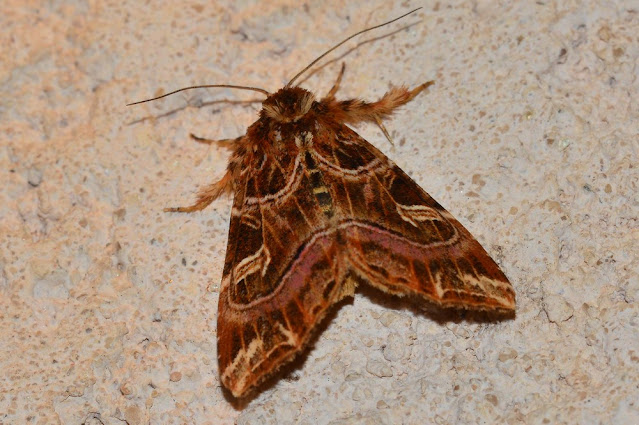 Callopistria juventina Callopistria juventina