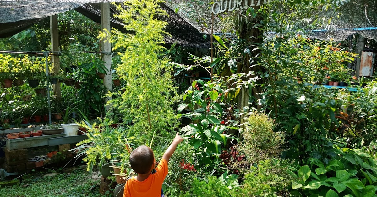 QudRiFaRm: LAMAN HERBA,,, TAMAN HERBA,,, HUTAN HERBA KEDAH PAYA ASLI