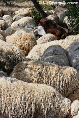 Herd of sheep in the french garrigue