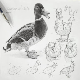 01-Little-duck-Anjjaemi-www-designstack-co