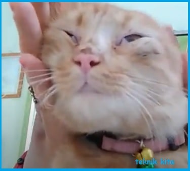 Teknik Kita Mata Kucing Berselaput Putih Faktor Penyebabnya