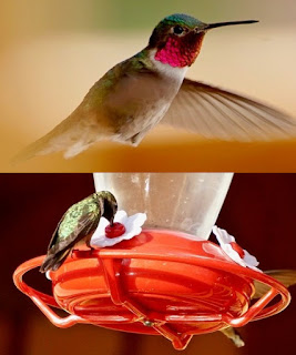 Hummingbird iridescent throat and back feathers