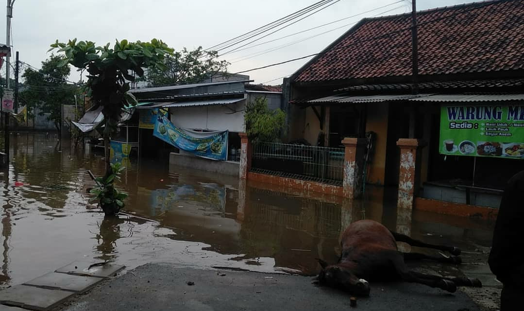Kuda mati angkut mangsa banjir