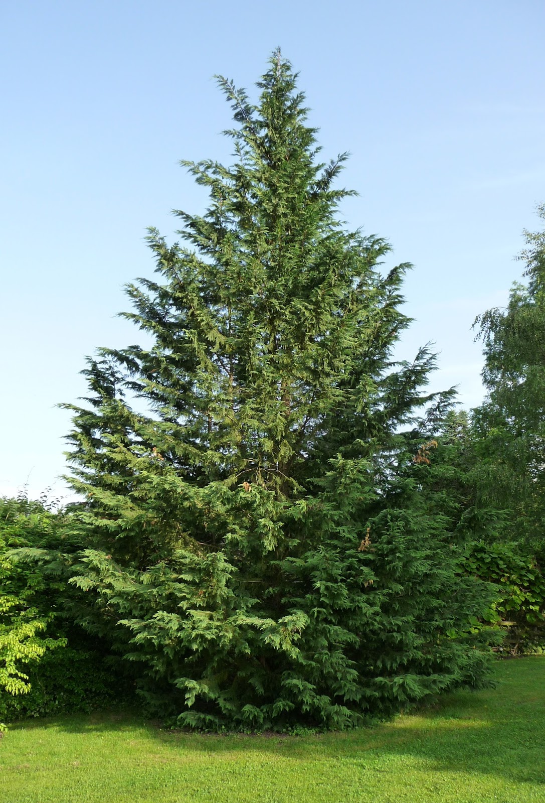 Trees Cupressocyparis leylandii Leyland Cypress