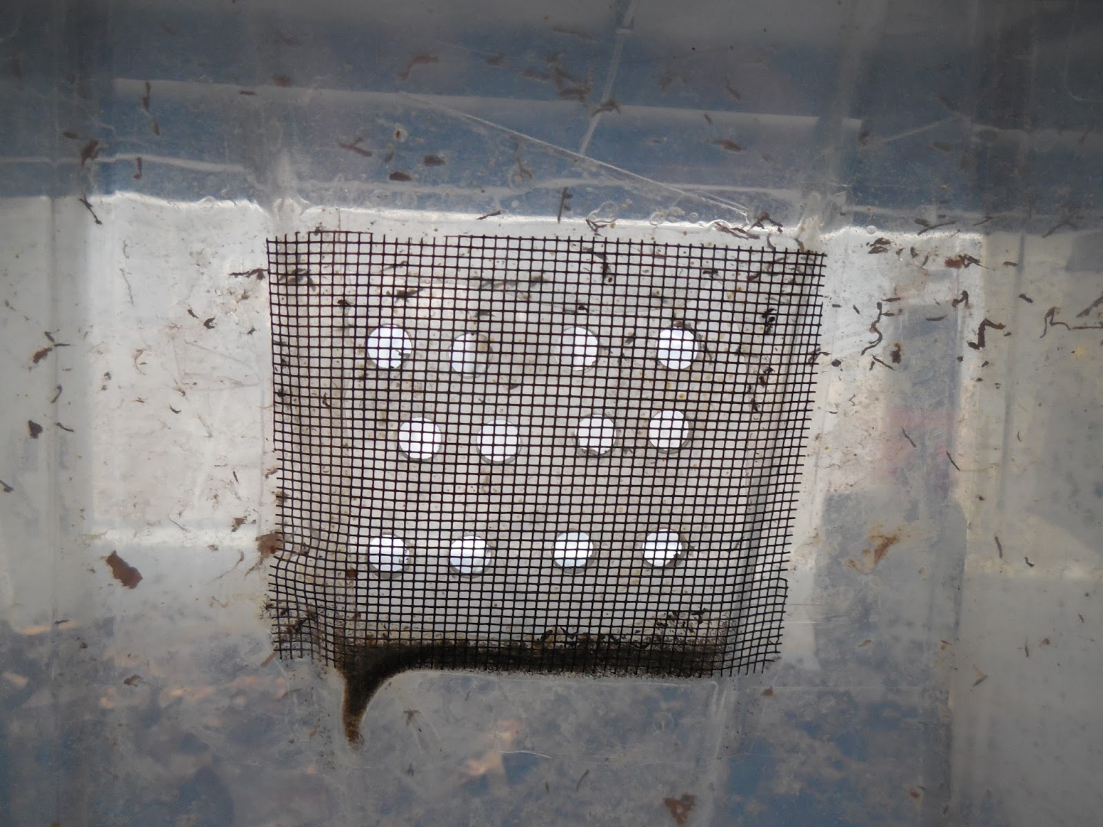 Share it! Science Composting with Worms! A Great Activity for School