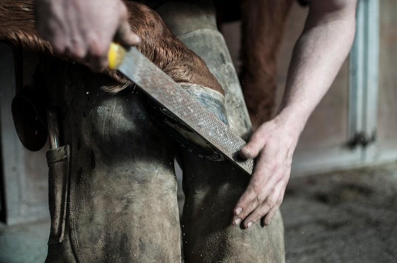 Pick it Up! How to Train Your Horse to Lift its Feet for the Farrier