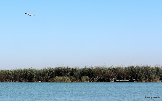 Barcas en la Laguna de la Albufera 