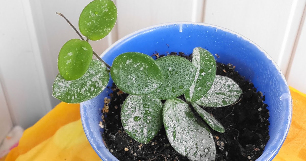 Комнатные растения: Хойя Матильда Сплэш (Hoya Mathilde) в вазоне