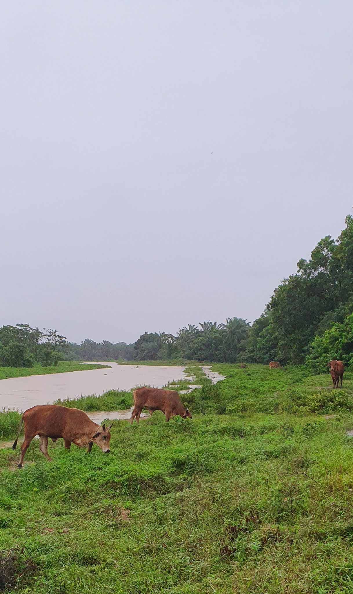 Warisan Petani: Padang Ragut Banjir