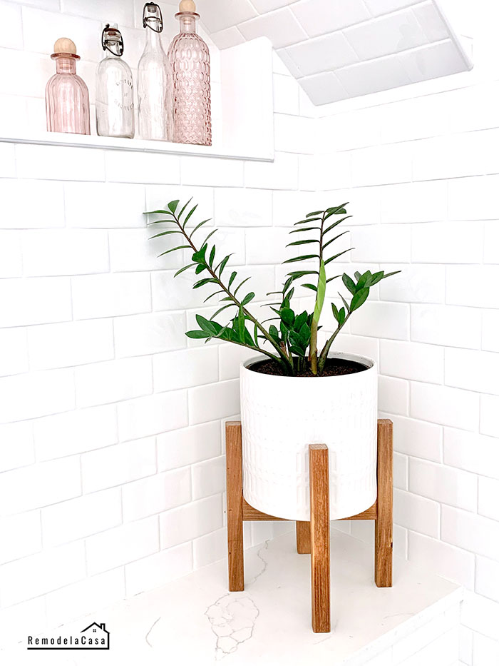 Loving My ZZ Plant Remodelando la Casa