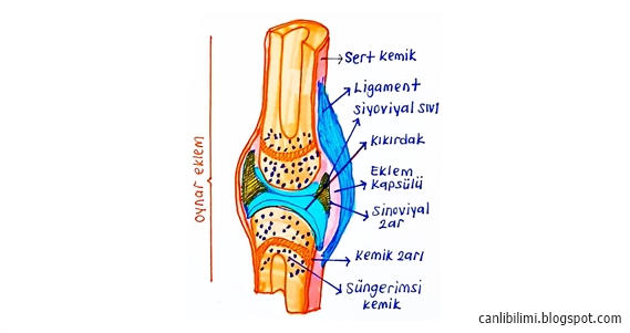 kol ve bacaklarda bulunan kemik çeşidi