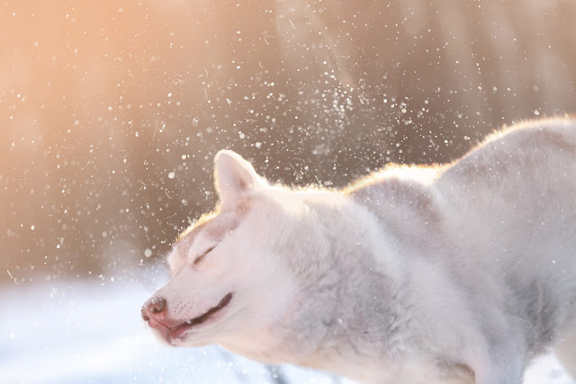 The most popular posts about dogs and cats this year. (Photo: Husky in the snow)