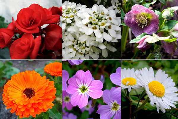 Petúnia (Petunia) - herbácea anual da família das Solanáceas, de grande efeito decorativo e de fácil cultivo. O colorido das flores passa do branco puro a todos os matizes de rosa, carmim, púrpura, roxo e azul. Existem variedades bicolores, estriadas, de flores dobradas, entre outras. Podem ser cultivadas durante todo o ano, em vasos e jardineiras, com terra fértil. Recomenda-se podar após a floração e usar os brotos novos como estacas para mudas.  Papaver ou papoula - (Eschscholtzia californica) - anual cultivada em muitos países como planta ornamental e também para uso medicinal. As sementes de algumas variedades são utilizadas para consumo em alimentos. Temos muitas variedades no mercado, que produzem flores singelas e de diversas cores. A floração é abundante. Deve ser semeada de março a junho.  Amor-perfeito (Viola tricolor) - muito conhecida, essa planta pertencente à família das Violáceas apresenta muitas variedades de cores e híbridos novos que podem ser cultivadas até em climas mais quentes. Deve ser plantada em terra rica em matéria orgânica e regada com cautela, pois não tolera excesso de água. Para que se obtenha floração exuberante nos meses de junho a novembro, recomenda-se semear de fevereiro a maio.  Ainda entre as flores anuais, recomendadas para clima frio, podemos citar: Lobélia (Lobelia erinus) - Flox (Phlox drummondii) - Angélica (Polianthes tuberosa) - Boca-de-leão (Antirrhinum majus) - Calêndula (Calendula officinalis) - dentre outras...