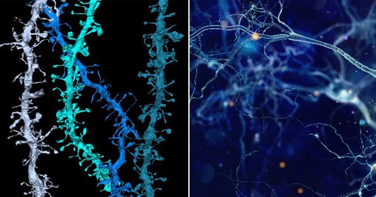 Scientists Discover New Brain Function And Say It Could Radically Change What We Know About Consciousness Scientists Discover New Brain Function And Say It Could Radically Change What We Know About Consciousness