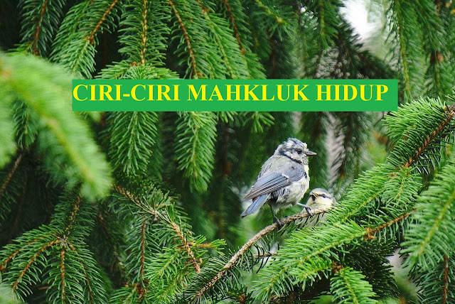 ciri-ciri mahkluk hidup ciri mahkluk hidup