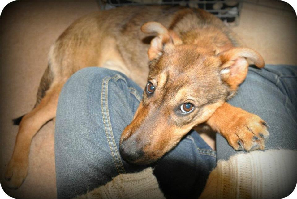 Adopt a Romanian Dog Zora is 6 months old, highly affectionate and loving