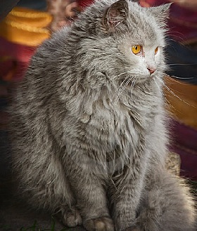 Cat Photos and Information