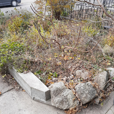 Little Portugal Toronto Fall Cleanup Before by Paul Jung Gardening Services--a Small Toronto Gardening Company
