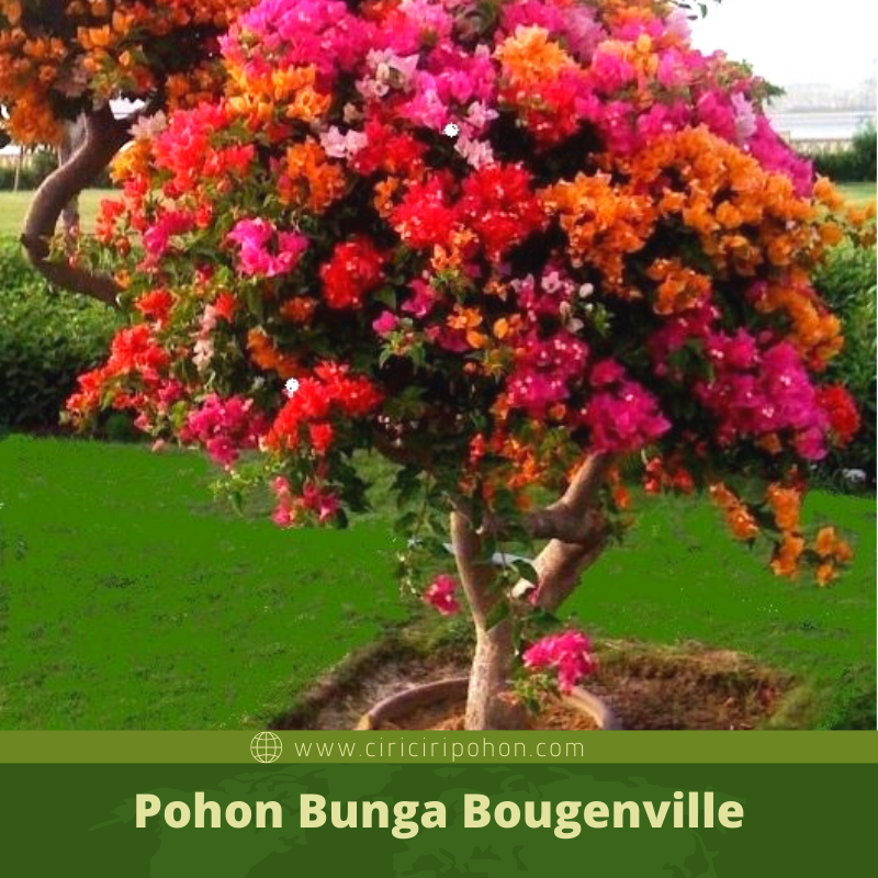 Bunga Bougenville 3 Warna Nan Indah Sebagai Penghias Taman Anda Ciriciripohon Com