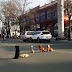 Drivers Notice Four Dogs Blocking Traffic Because Their Friend Is Down - 146