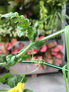 Watermelon liked flower (female flower) going to bloom