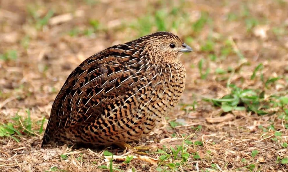 Jenis Jenis Burung Puyuh Beserta Makanannya Update 2019 Pensil