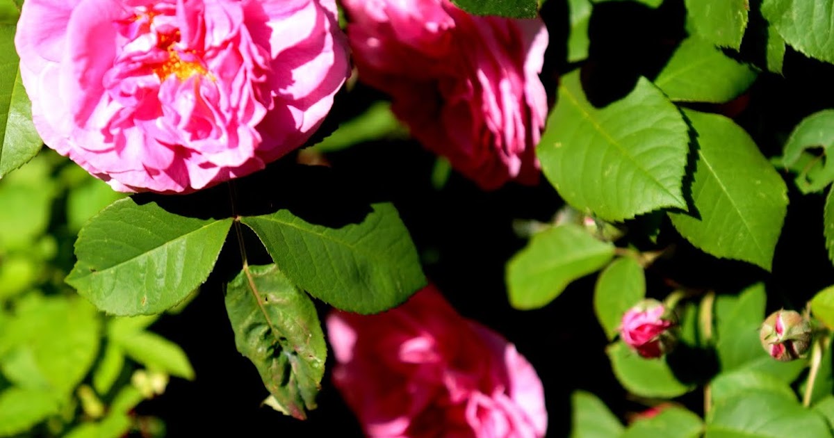 House at Forest Manor The Gertrude Jekyll Roses
