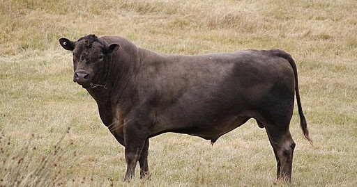 It's Personal: You've heard his bull, now here's a real one