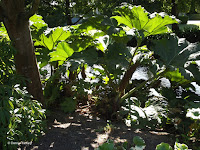 Large leaves near water - Mona Vale Garden, Christchurch, New Zealand