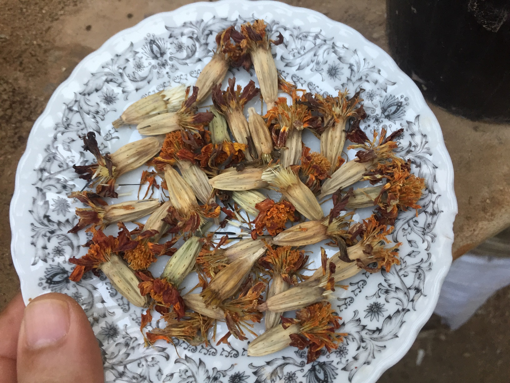How to Start Marigolds from Seeds