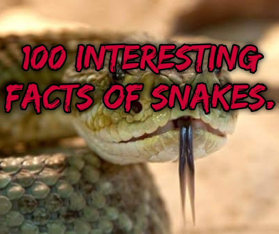 100 Interesting Facts Of Snakes 100-interesting-facts-of-snakes