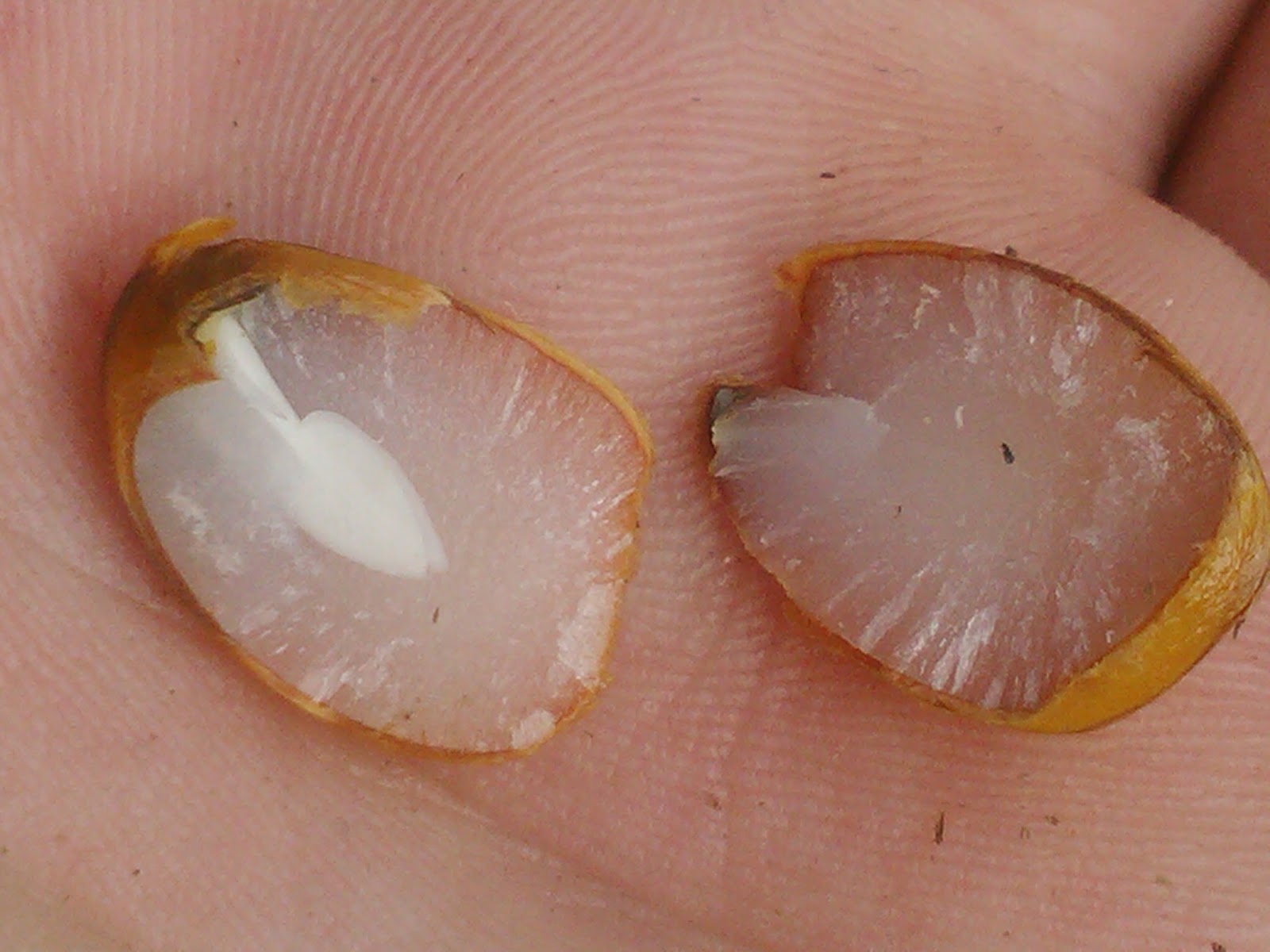 Legend of the Persimmon Seed Uncharted Heritage